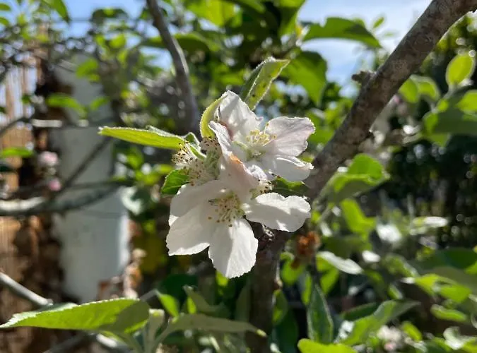 Apartment No Ceu - A Fully Private Flat In The Sky With Ocean View *