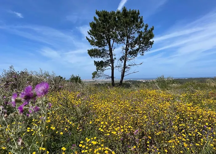 Apartment No Ceu - A Fully Private Flat In The Sky With Ocean View *